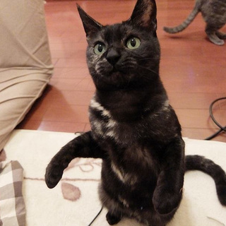 遊ぶの大好き！懐っこいスモーク系サビちゃん