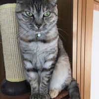 ハナ