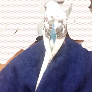 セキセイインコ 募集ストップ