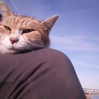 ゴミだらけの河川敷で暮らす母猫『ルルちゃん』