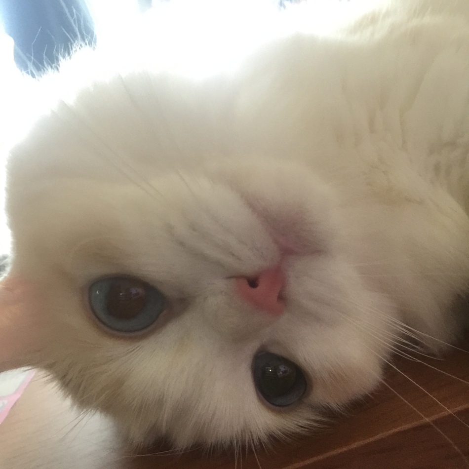 ふうちゃんのカバー写真