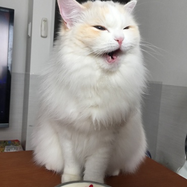 ふうちゃんの写真