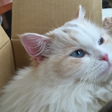 ふうちゃんの写真