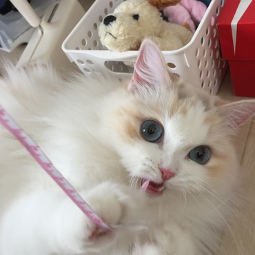 ふうちゃんの写真