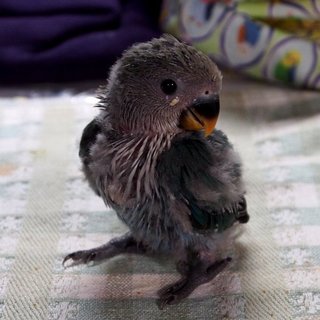 コザクラインコの雛（ありがとうございました）