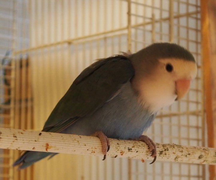 コザクラインコの雛 あり 埼玉県 鳥の里親募集 ペットのおうち 月間利用者150万人