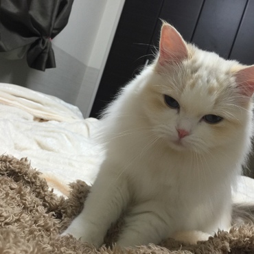 ふうちゃんの写真