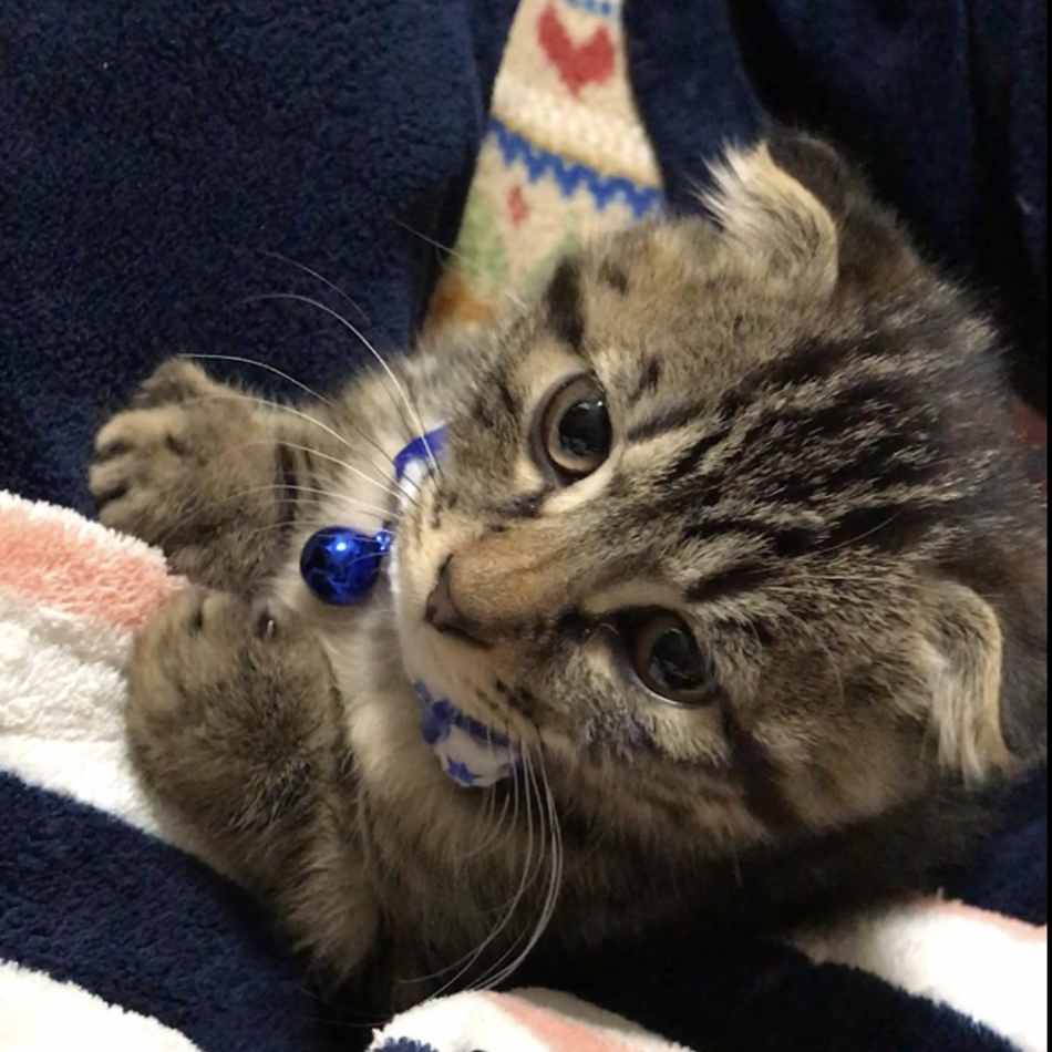 くーちゃん(*^^*)♪のカバー写真