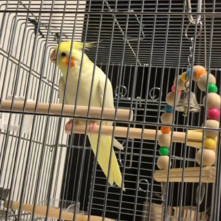  オカメインコ（募集ストップします）