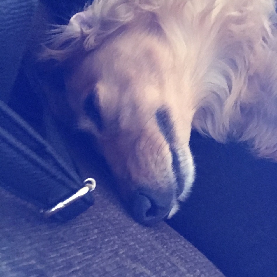 ゴンのカバー写真