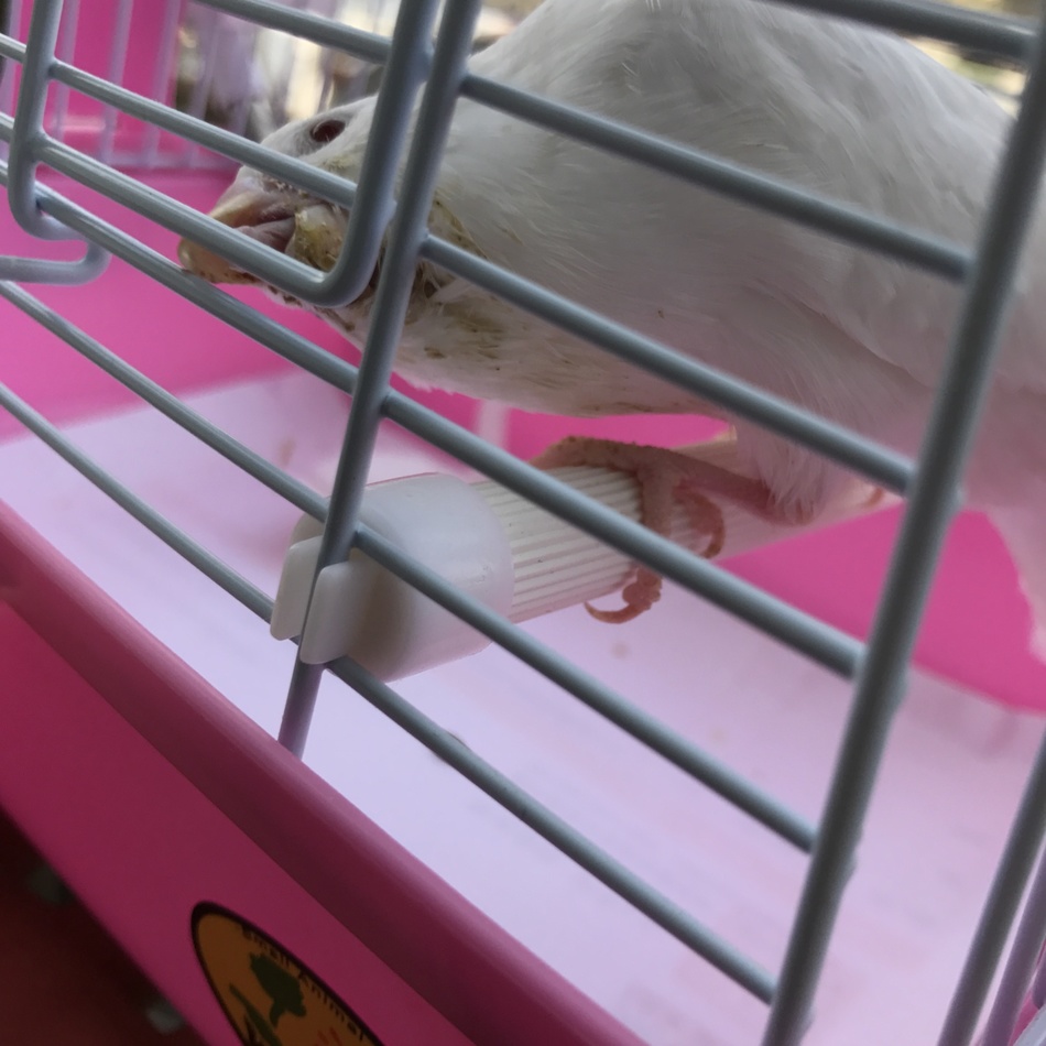 バニミルのカバー写真