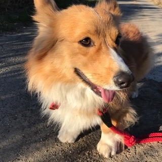人間大好きコーギー　３歳男の子