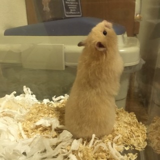 ゴールデンハムスターの子ども