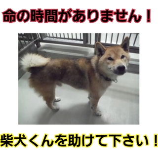 命の期限が迫っています!芝犬君を助けて下さい!!