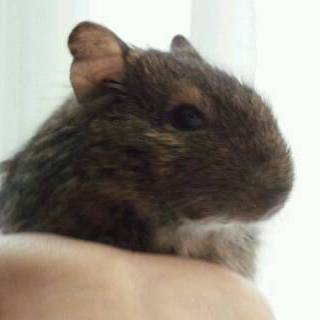 ≪現在交渉中≫デグーの女の子（１歳ですが小柄です）