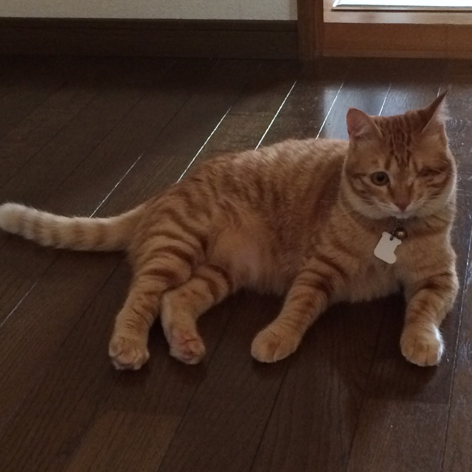 はなのカバー写真