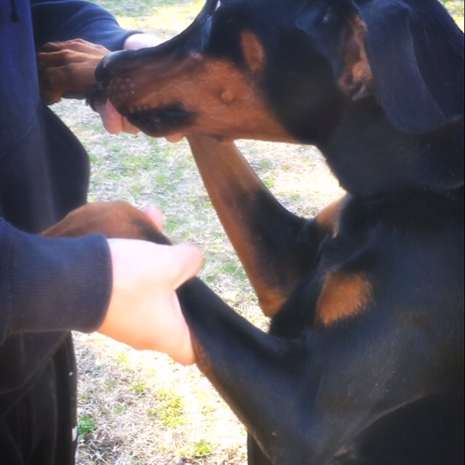 カリナンのカバー写真
