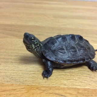 クサガメの赤ちゃん、里親探しています！