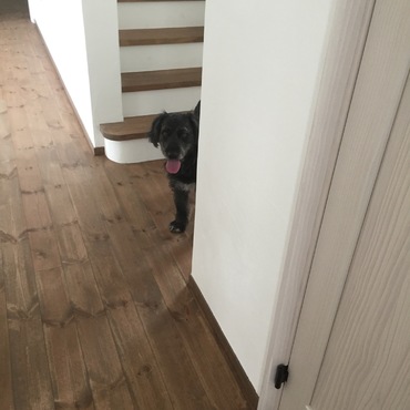 家政婦のダーウィン