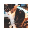 4匹の猫ちゃんの里親様を募集しています！