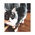 4匹の猫ちゃんの里親様を募集しています！