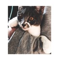 4匹の猫ちゃんの里親様を募集しています！