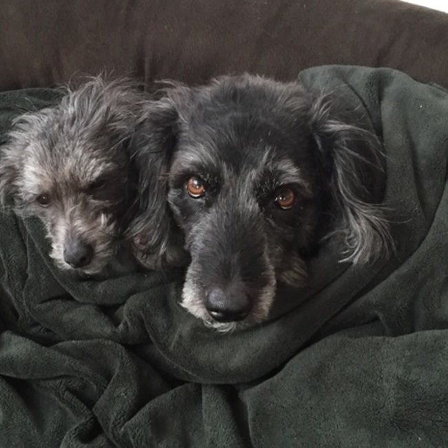 オジギソウのカバー写真