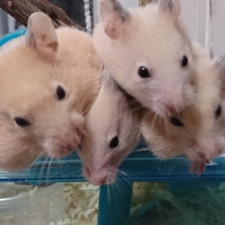 12月24に生まれたキンクマハムスター達です