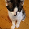 たくさん応募いただいていますので一旦締め切ります