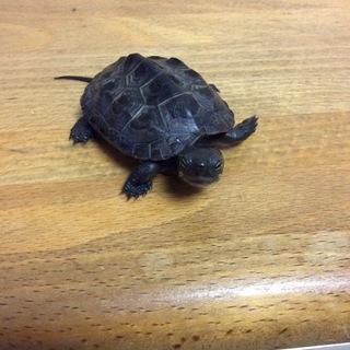 子亀ちゃん里親