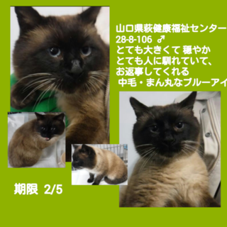 大きくてで穏やかで人馴れ済みのブルーアイの男の子