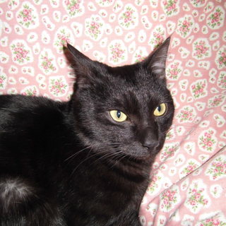 生後8か月　黒猫♂　