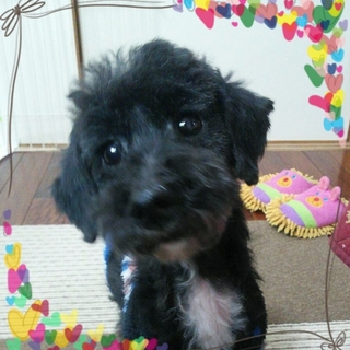 穏やかな癒し系　ブッラクプードルのクックちゃん