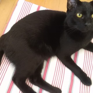 遠隔操作グーゴロ【いぬい】