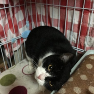 でらかわいい猫。