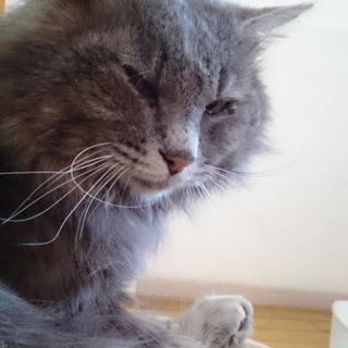 いつも抱っこしてもらいたい❤ふわりちゃん