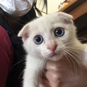 かわいいブルーアイ白猫ちゃん♡