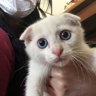 かわいいブルーアイ白猫ちゃん♡