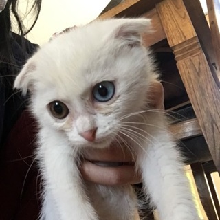 かわいいオッドアイの白猫ちゃん♡