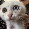 かわいいオッドアイの白猫ちゃん♡ サムネイル2