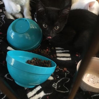 かわいい黒猫ちゃん♡