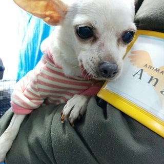 チワワのビビちゃん(メス)里親募集です！