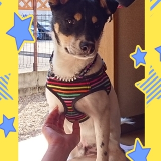 生後４ヶ月の臆病な男の子♪