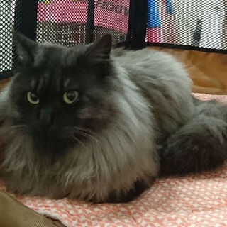 人懐っこいクララちゃん