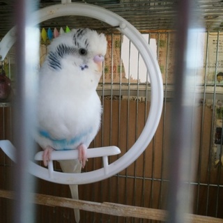 セキセイインコ　雄1歳　お喋り　ハルクイン