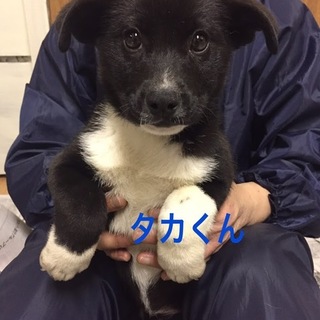 ありがとうございます。白黒のタカ君ワクチン済