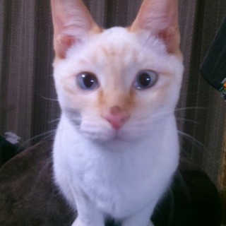 ◎白×ベージュ＆水色瞳の美形男子!!おたべ君