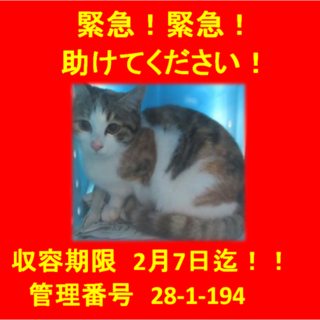 里親決定しました☆(*^-^*)