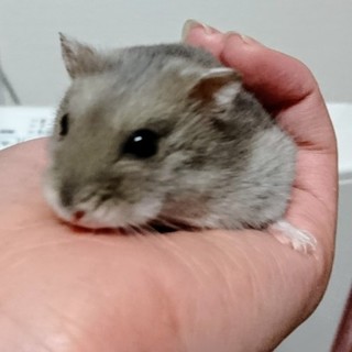 ブルーサファイアの女の子