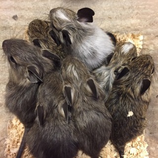 デグーの赤ちゃん7匹